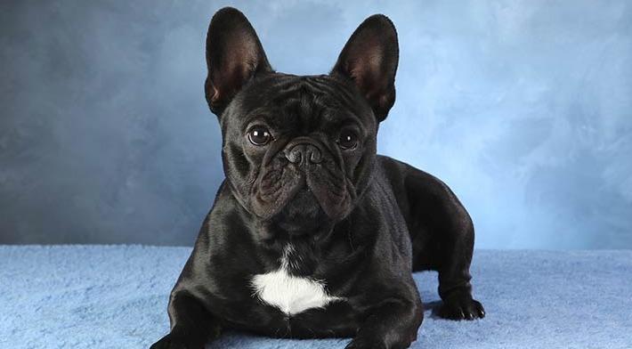 Are French Bulldogs Aggressive Frenchie Shop