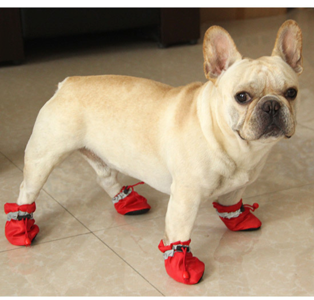 Warm Boots for frenchies (WS029 