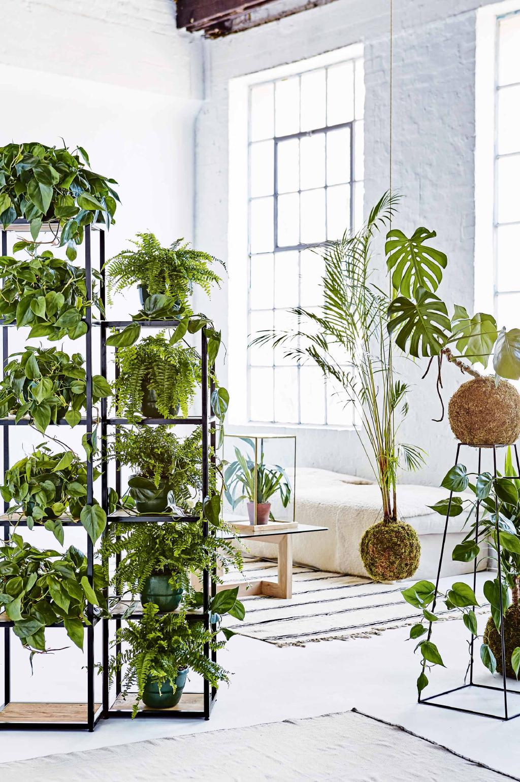 Free-Standing-Shelves-with-Pot-Plants