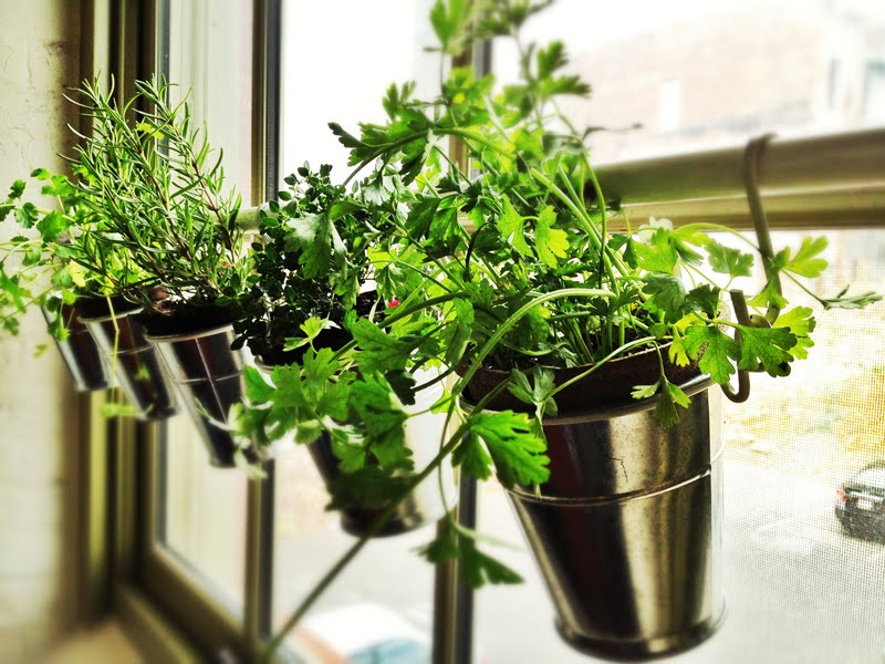Herbs suspended by a tension rod in front of a window