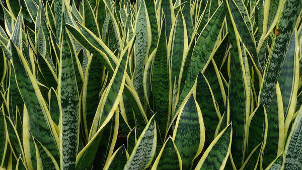 snake plant