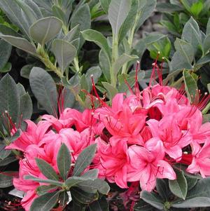 Azalea Swamp Millenium Rhododendron Azalea Viscosum Millenium Shrubbucket Wholesale