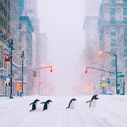 Penguins walking across the street in New York City.