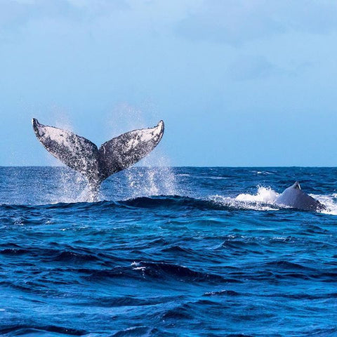 Humpback whale off the coast of Maui diving into the water.