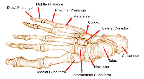 Bones of the Foot