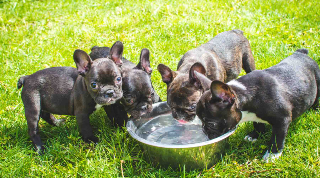 Comment socialiser les chiens et les chiots