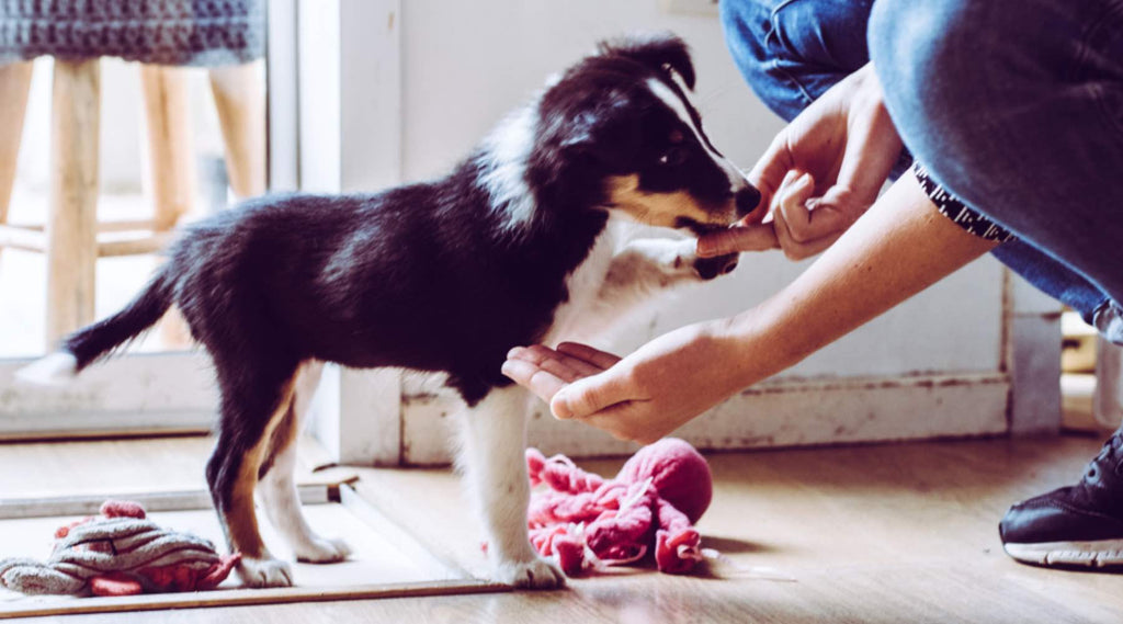 Débuter avec le dressage d’un chien