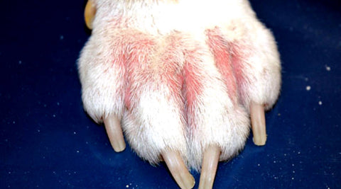 Dermatite allergique chien