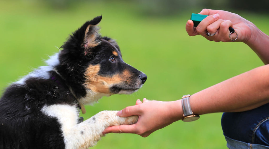 Entraînement au clicker pour chiens