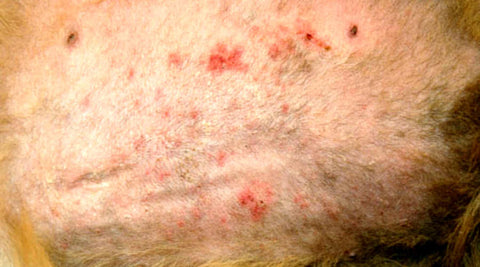 Folliculitis chien peau maladie
