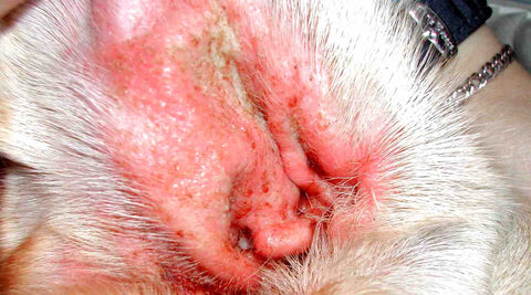 Infection à la levure chien