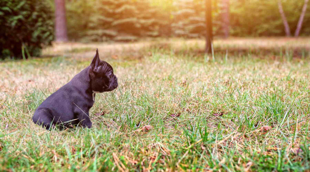 apprendre l'ordre assis à un chien ou chiot