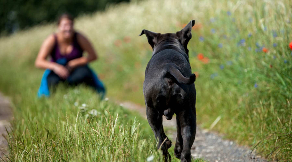 apprendre le rappel à un chien