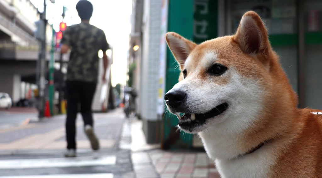 chien shiba inu japon