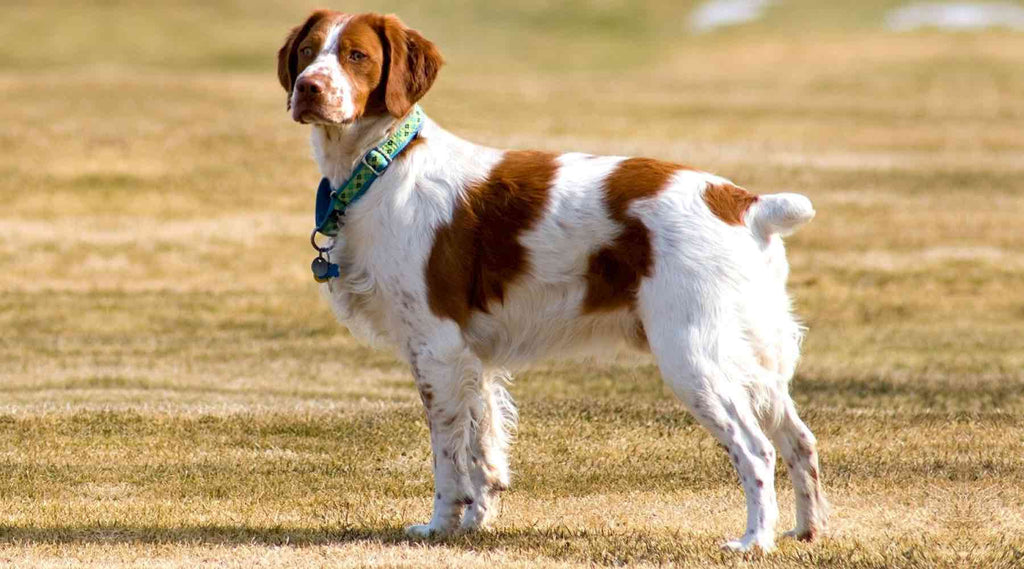 epagnol breton chien