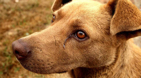 les chien peuvent pleurer