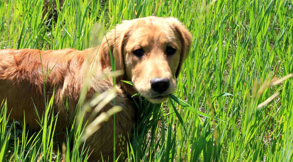 mon chien mange de l'herbe et vomit