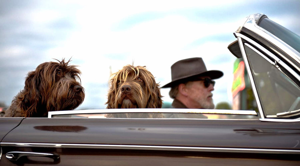 voyage voiture chien