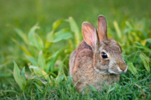 cottontail bunny
