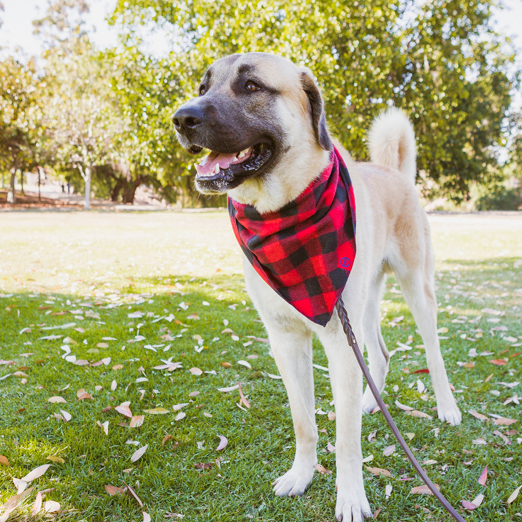 plaid bandana for dogs