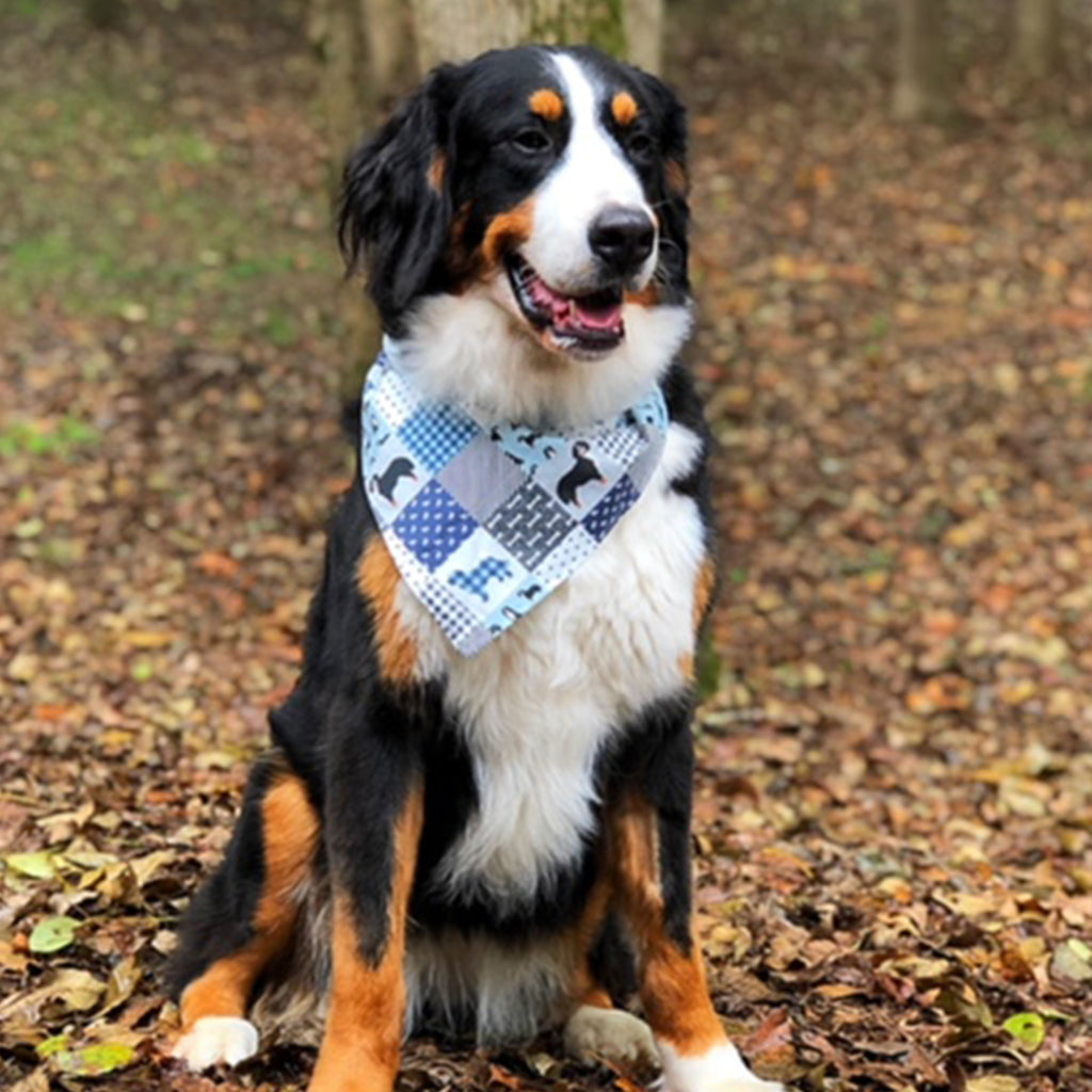 dog with bandana