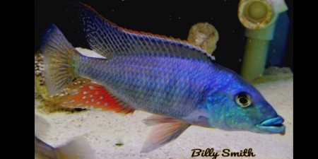 malawi gar cichlid