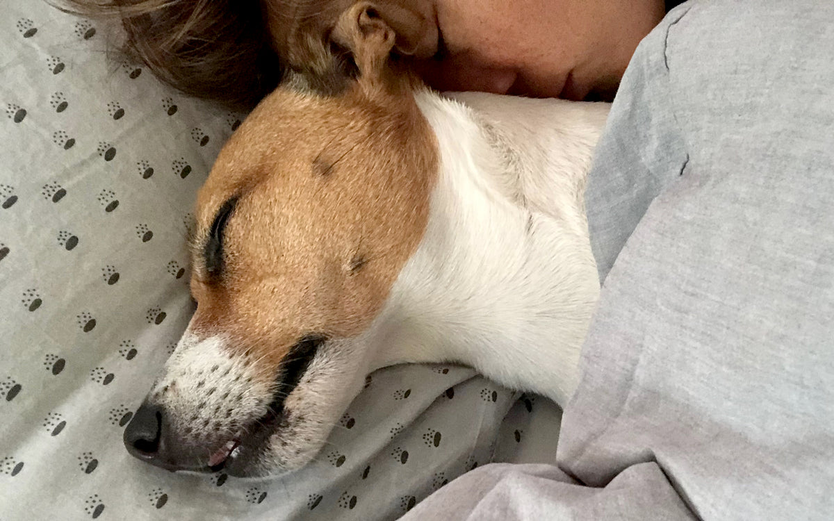 billig Krigsfanger minimum Hund eller ej i sengen? – DogCoach