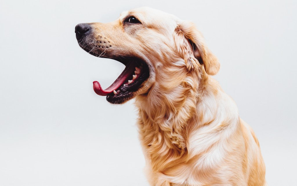 have Opdage kasseapparat Elsker din hund dig? – DogCoach