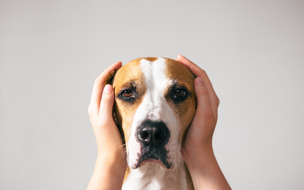Miniguide 4 Hundens – DogCoach