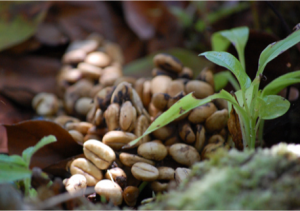 luxurious coffee beans