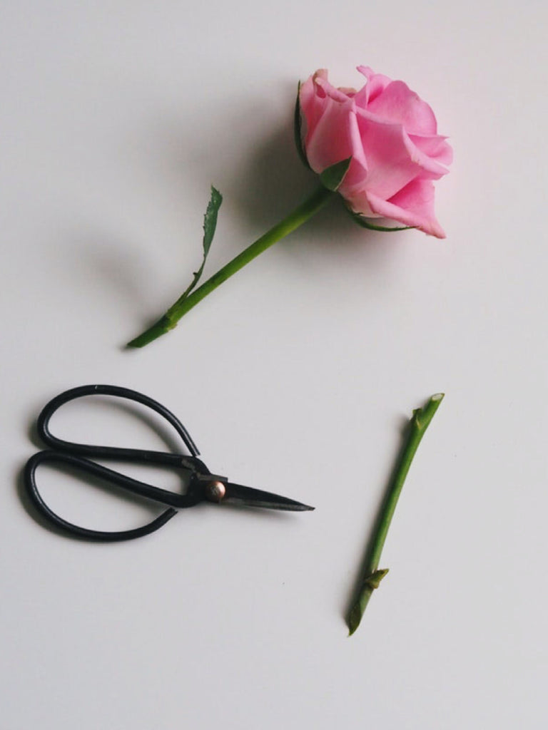 flower, rose, pink, flower farmer, flower arranging, florist, bouquet, flower care, cut, scissors, fresh cut, diy, tutorial, stem