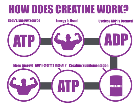 how does creatine work