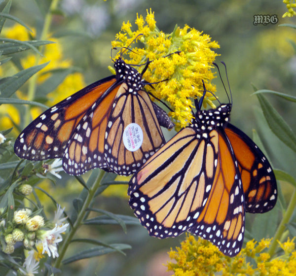 A Monarch Watch Tagged Monarch Butterfly- migration research