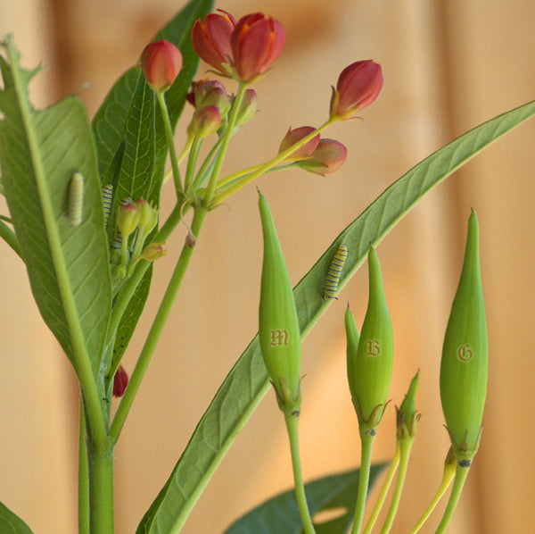 4 Baby Monarch Caterpillars on a Tropical Milkweed Cutting