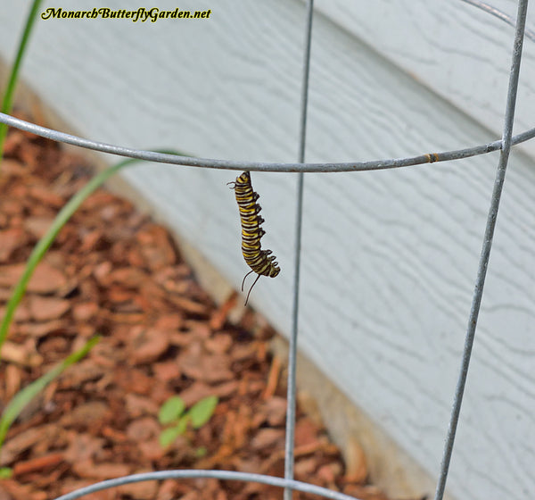 Common Monarch Diseases and Caterpillar Killers- Tachinid Flies