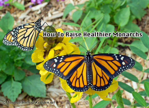 How to Raise Healthy Monarch Butterflies for Release- Monarch Diseases, Parasites, and Prevention Info