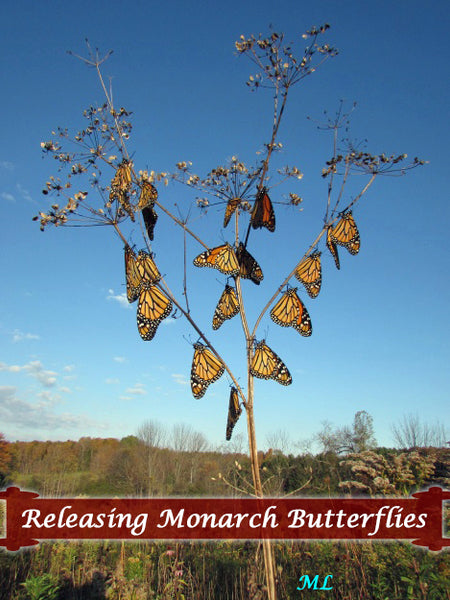 How to Release Monarch Butterflies- predator-free tree branches are a good place to let them finish drying their wings, but there's a better way to keep them safe...