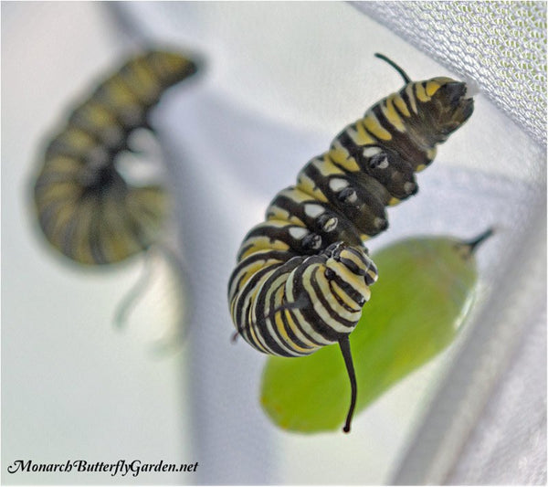 J Monarch Caterpillar Hanging from Silk button Pupation Pad