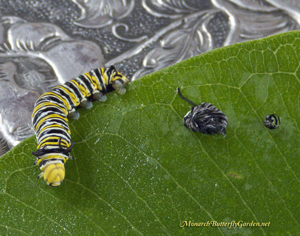 Large Monarch Caterpillar Post Molt- Raise The Migration