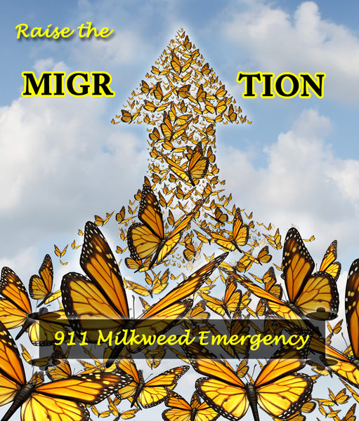 Care for Large Monarch Caterpillars + Milkweed Emergencies- Raise The Migration