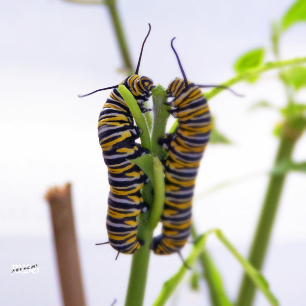 Large Monarch Caterpillars and Milkweed Emergencies- Raise The Migration 