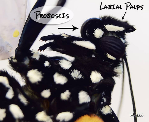 A newly emerged monarch butterfly uses its labial palps to pat down its unfurled proboscis, which must be fused from two pieces into one so it can feed on nectar.