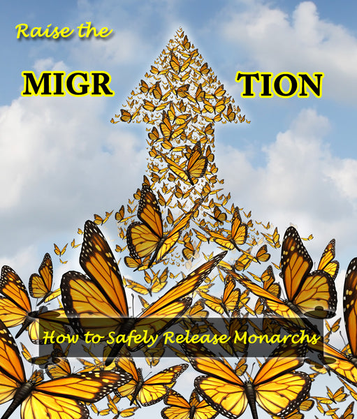 How to Safely Release Monarch Butterflies- Raise The Migration