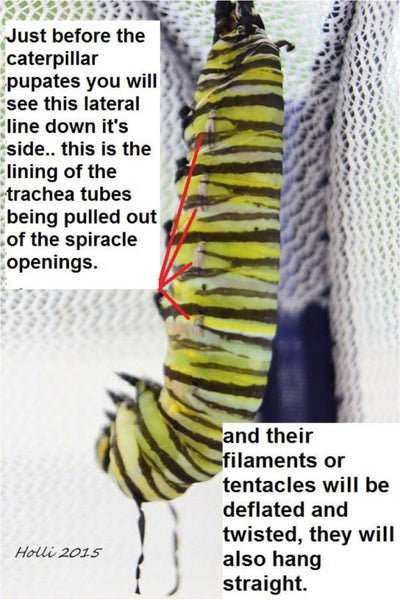Signs a monarch caterpillar is about to form a chrysalis