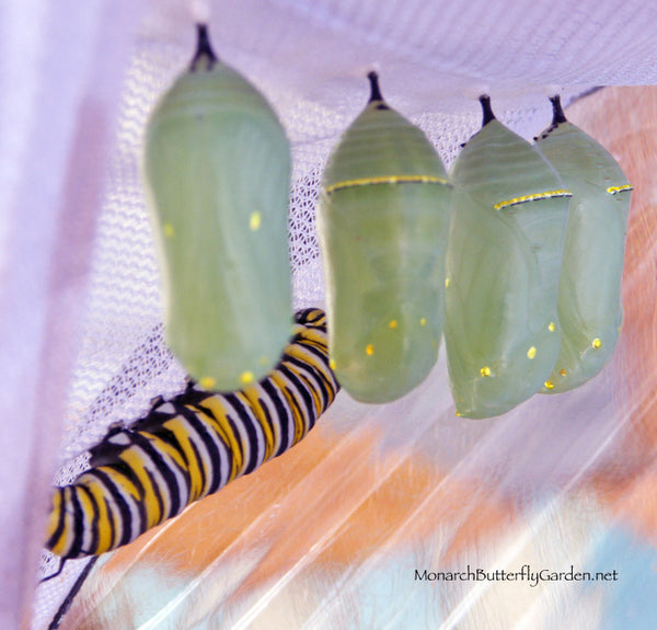 Monarch Chrysalis Problems and Solutions to increase your Raising Monarchs Survival Rate.