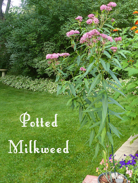 Potted milkweed plants are a good way to attract monarch eggs, but blooming flowers will attract more more predators. Learn more about using container milkweed to attract monarchs...