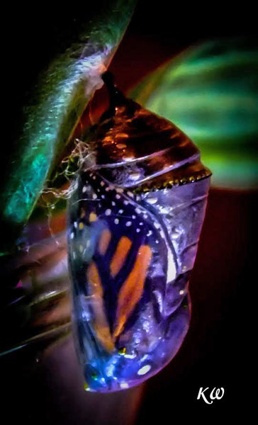 When the top of the monarch chrysalis pleats start to expand and separate (like an old accordion) a magnificent monarch will soon emerge. More Info on Hatching Monarch Butterflies...