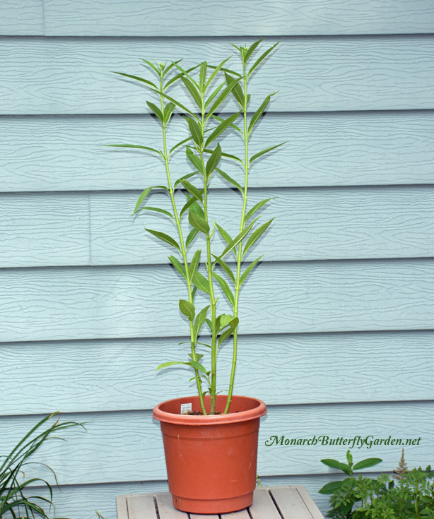 Tropical Milkweed Prepared for Raising Monarch Migration Butterflies