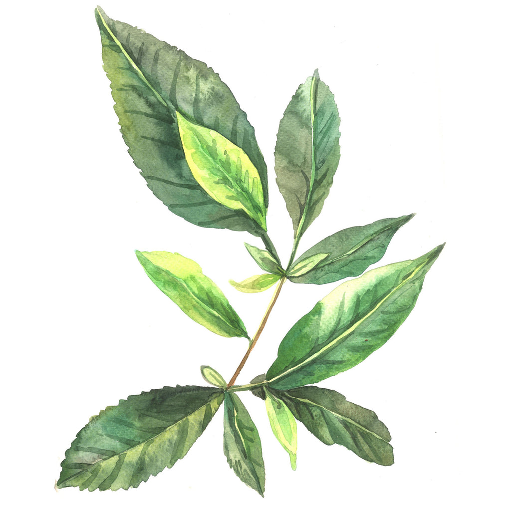 green-tea-leaf-extract-poweronpoweroff