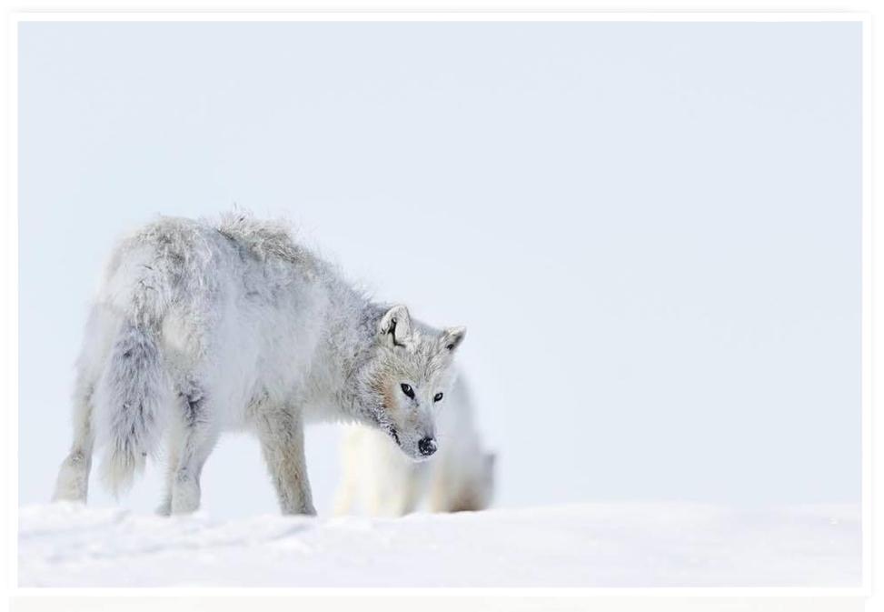 ARCTIC WOLF PRINT | THE LAST LOOK